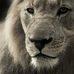 lion