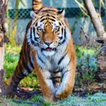 tiger