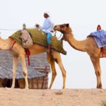 camels Dubai