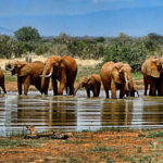 elephants watering