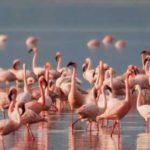 Africa Flamingos
