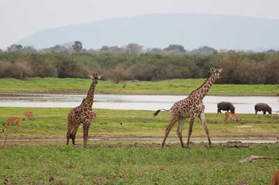 Africa