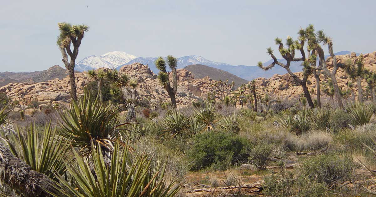 Joshua Tree National Park